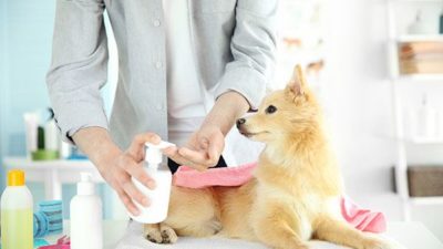 Moblie Pet grooming